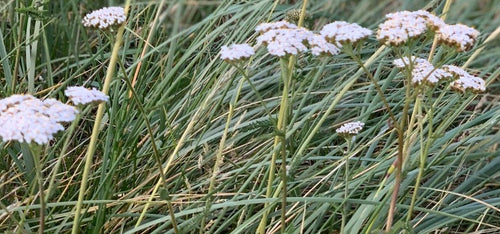 Yarrow, Achillea millefolium - Seed