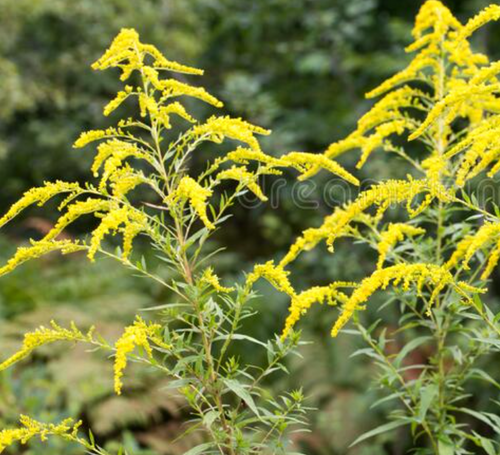 Western Canadian Goldenrod, Solidago lepida - 1 gal