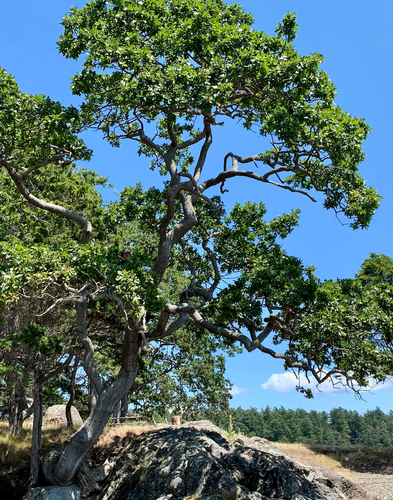 Garry Oak, Quercus garryana - 1 gal