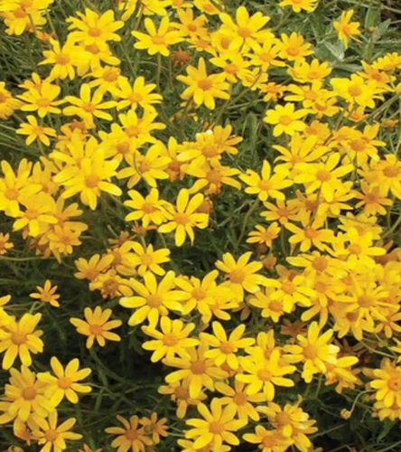 Woolly sunflower, Eriophyllum lanatum - Seed