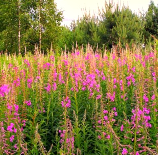 Fireweed, Chamerion angustifolium - Seed