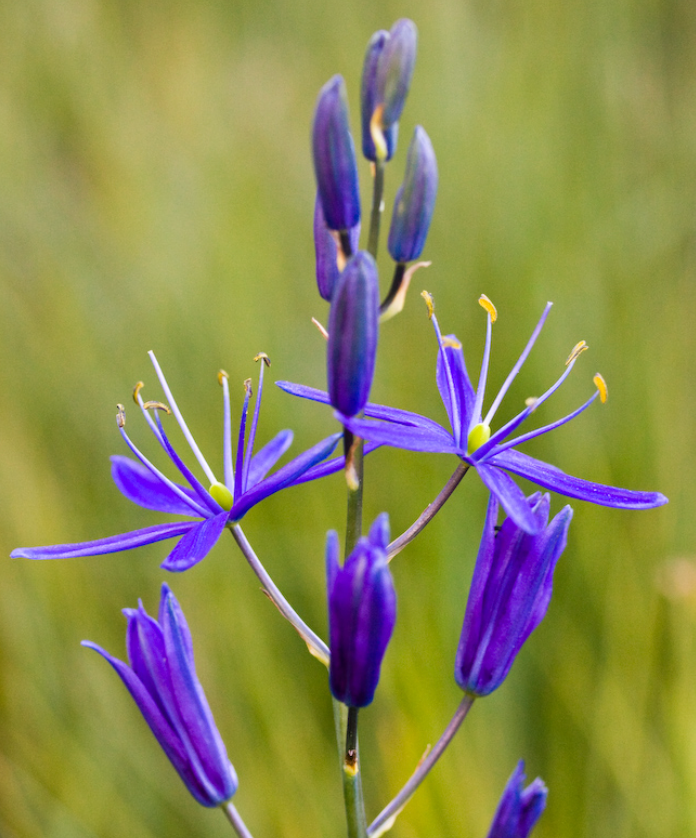 Common Camas, Camassia Quamash Bulbs - Qty 10