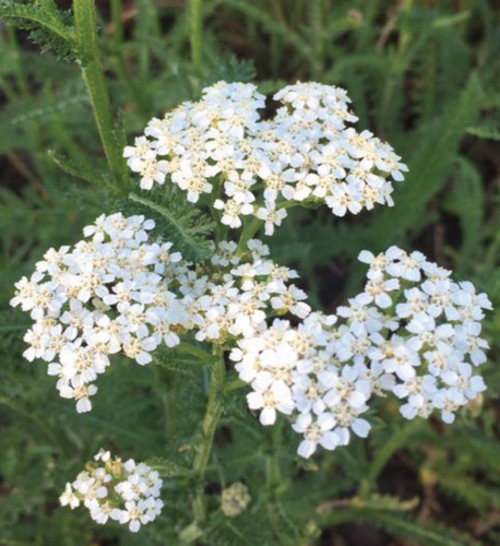 Yarrow, Achillea millefolium - 1 gal